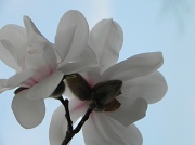 19th Mar 2012 - Blooms in the sky