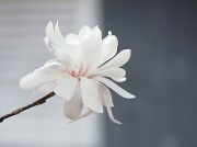 19th Mar 2012 - Spring Bloom