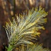 Yellow pollen weed - Best Viewed Enlarged by myhrhelper
