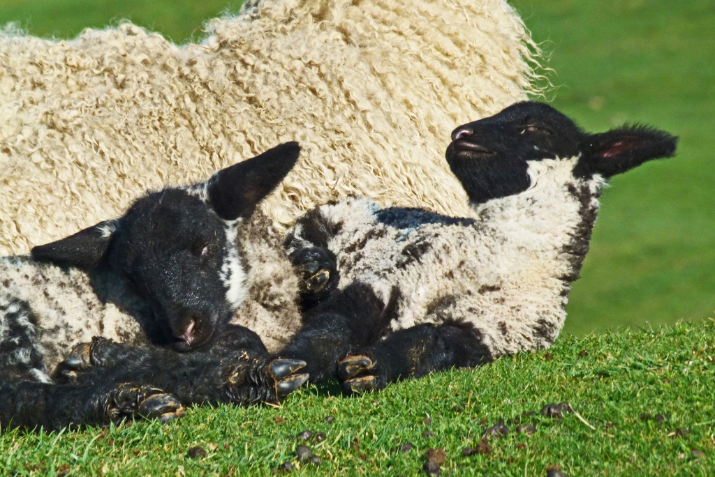 somebody get that lamb a pillow! by jantan