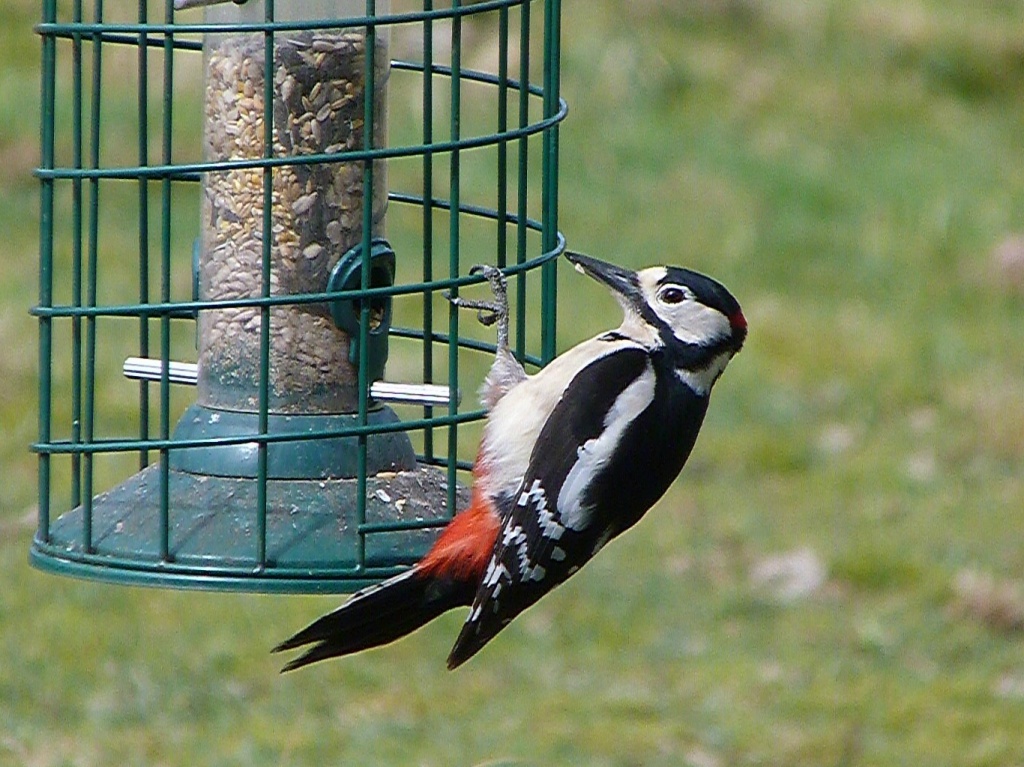 Best woodpecker I've seen for a long time by rosiekind
