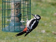 20th Mar 2012 - Best woodpecker I've seen for a long time