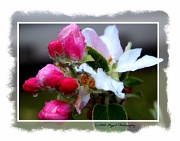 14th Mar 2012 - Apple Blossoms