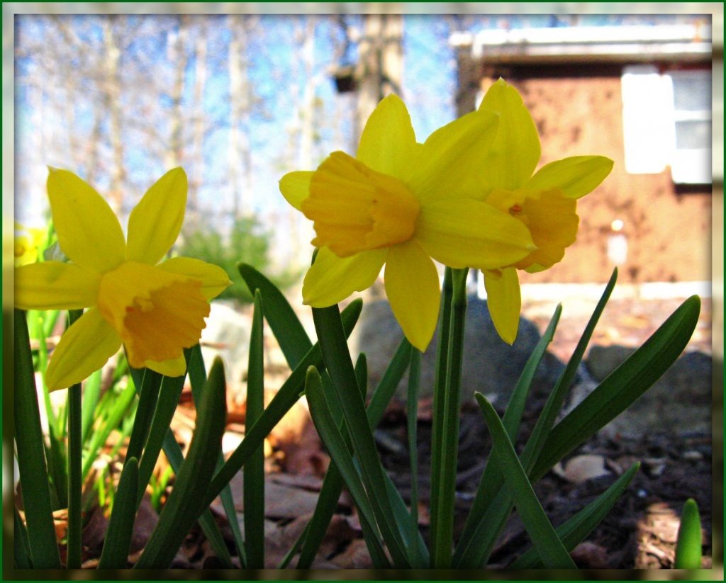Celebrate Spring by olivetreeann