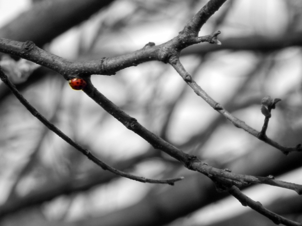 Ladybug by mej2011