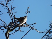 19th Mar 2012 - Little bird singing in the hawthorn