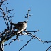 Little bird singing in the hawthorn by lellie