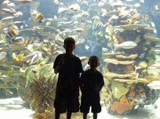 18th Mar 2012 - Surrounded by sea creatures