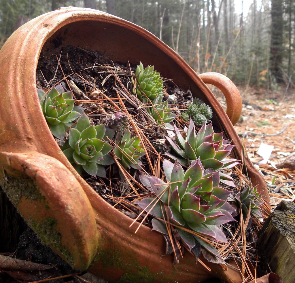 Sempervivum by sunnygreenwood