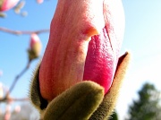 21st Mar 2012 - beautiful magnolia