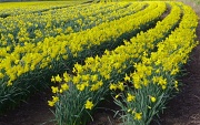 9th Mar 2012 - Field of yellow