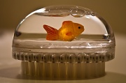 20th Mar 2012 - Finding Nemo