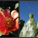 Prickly Pear 2 by loey5150