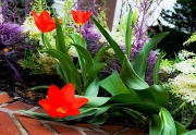 20th Mar 2012 - The Colors Of Spring