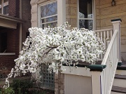 20th Mar 2012 - More Early Spring in Chicago