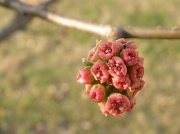 19th Mar 2012 - About to bloom..