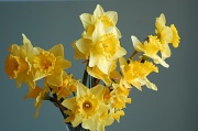 15th Mar 2012 - Vase of sunshine...