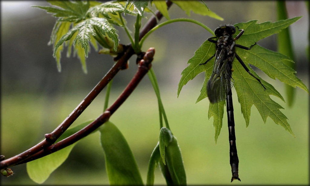 Spring dragonfly by cjwhite