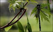 20th Mar 2012 - Spring dragonfly
