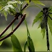 Spring dragonfly by cjwhite