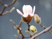 12th Mar 2012 - Spring Bloom and Buds
