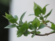 13th Mar 2012 - Green Leaves