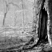 Primeval Forest by yentlski