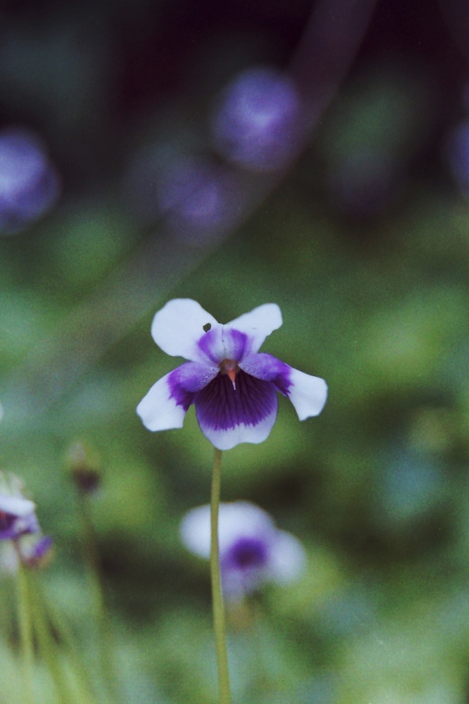 Australian native violet by peterdegraaff