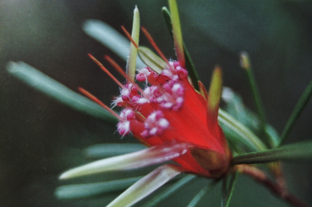 Wild Grevillea by peterdegraaff