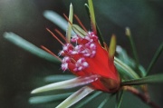 21st Mar 2012 - Wild Grevillea