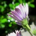 Purple flower by madamelucy