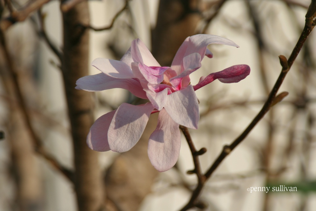 080 The magnolia is blooming a month early. by pennyrae