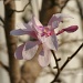 080 The magnolia is blooming a month early. by pennyrae
