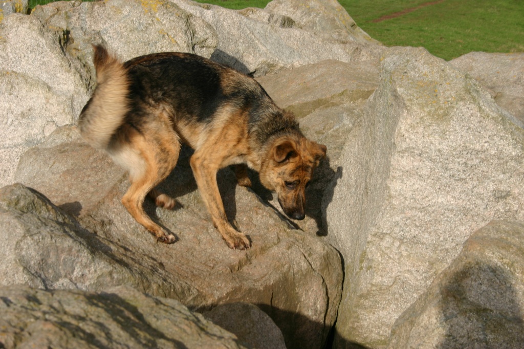 Climbing Canine by shepherdman