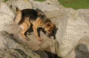 20th Mar 2012 - Climbing Canine