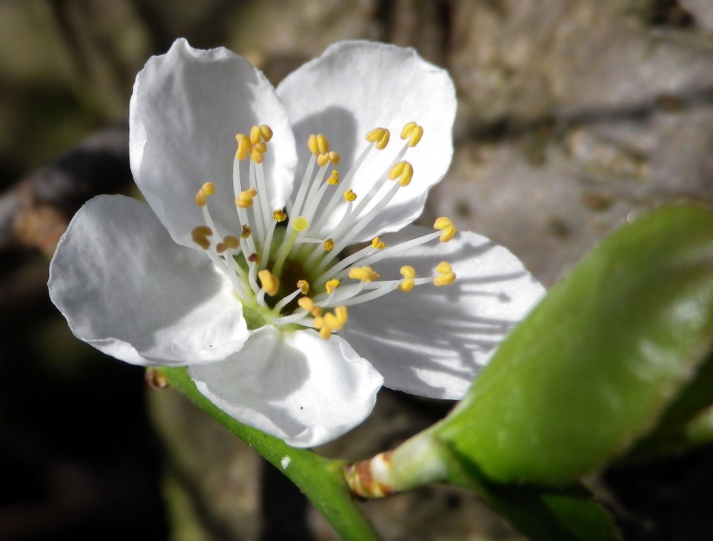 hawthorn blossom by itsonlyart