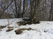 21st Mar 2012 - Snow is melting IMG_4292