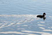 20th Mar 2012 - Looting Coot 