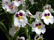 15th Mar 2012 - Orchids