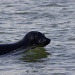 Seal by karendalling