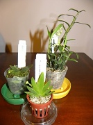 16th Mar 2012 - The Three Little Orchids
