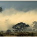 mountain mist by ltodd