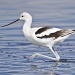 Avocet Strut by twofunlabs