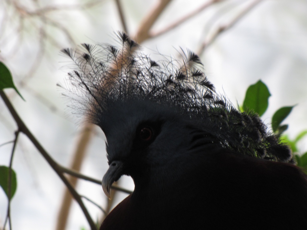 Birds of a Feather by photogypsy