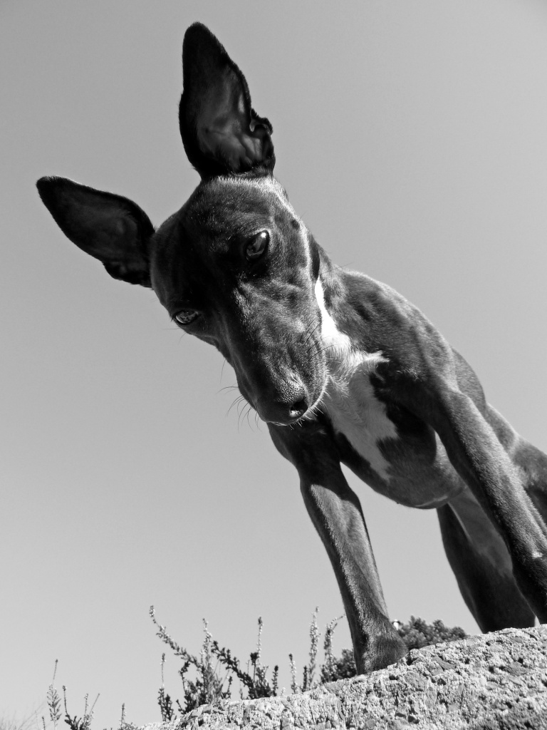A worms eye view of Ruby our Whippet  by phil_howcroft