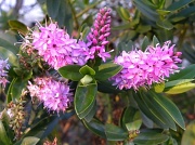 19th Mar 2012 - Flowering shrub