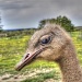 Painted Ostrich by lynne5477