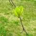 Blackgum Leaves 3.21.12 by sfeldphotos