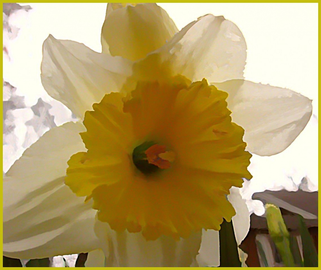 A Daffodil for Bruni by olivetreeann