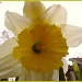A Daffodil for Bruni by olivetreeann